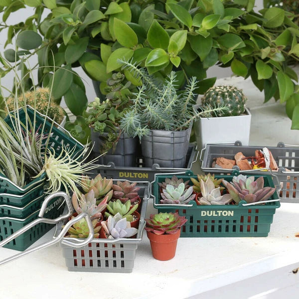 Dulton Small Item Organizer Basket