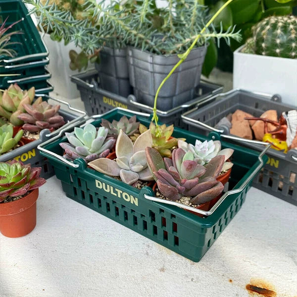 Dulton Small Item Organizer Basket