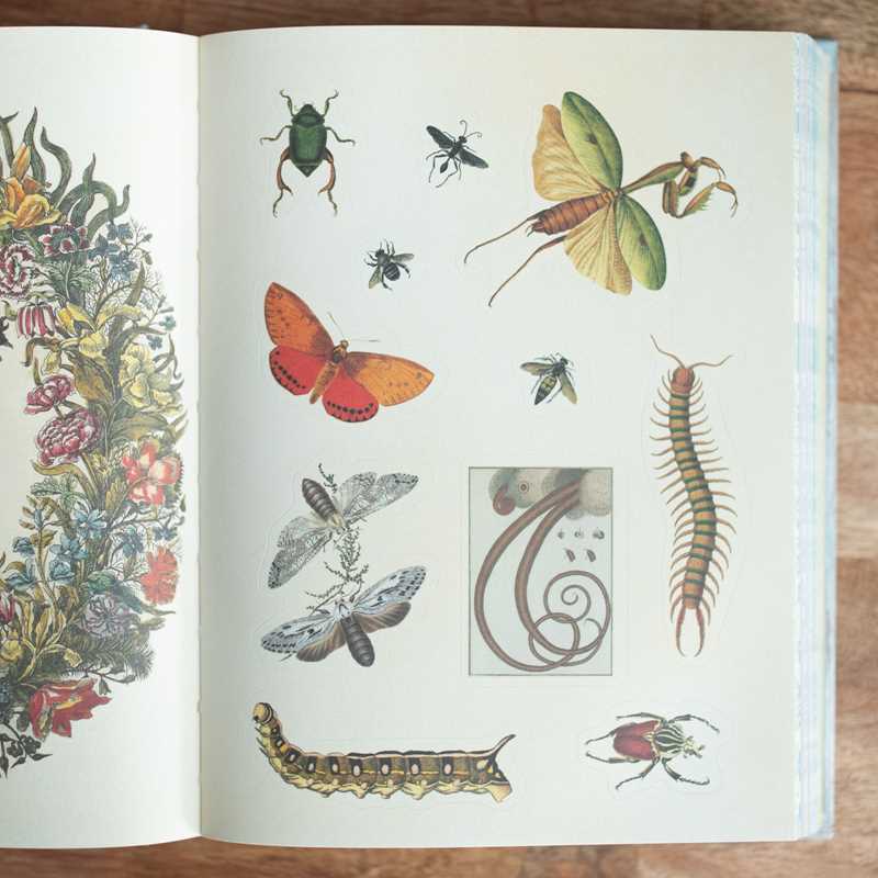 Cabinet of Curiosities