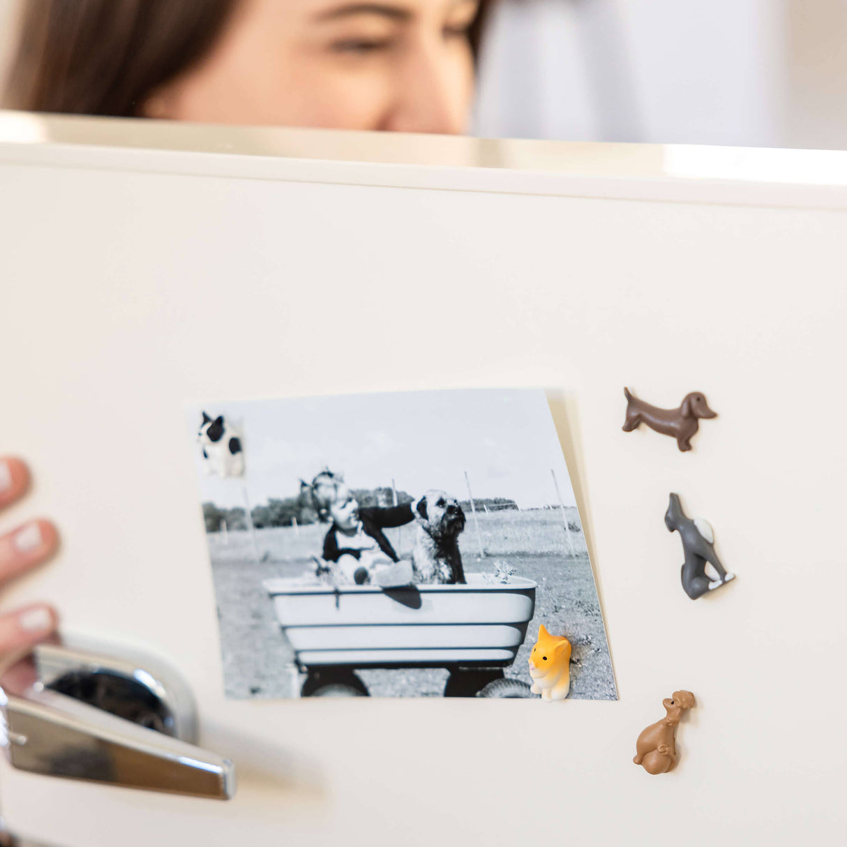 Colorful dog magnets