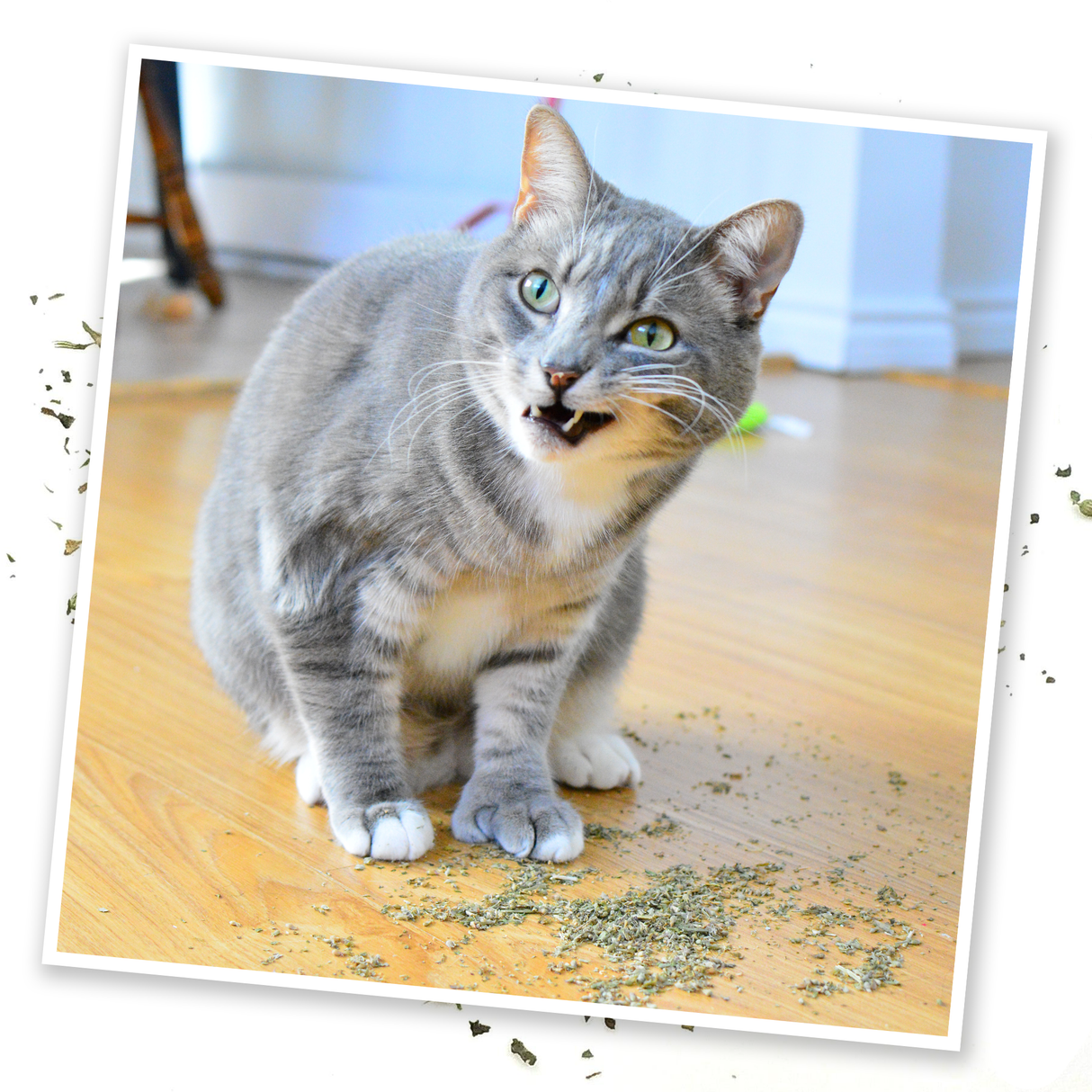 Purrple Passion - Silvervine and Catnip Blend