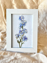 Pressed Larkspur Framed Print