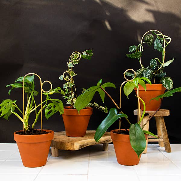 Gold Bump Mini Plant Stake