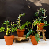 Gold Bump Mini Plant Stake