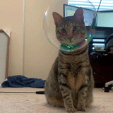 Catnip & Honeysuckle Bubbles