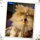 Catnip Joints - King Meowy J's