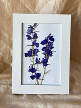 Pressed Larkspur Framed Print