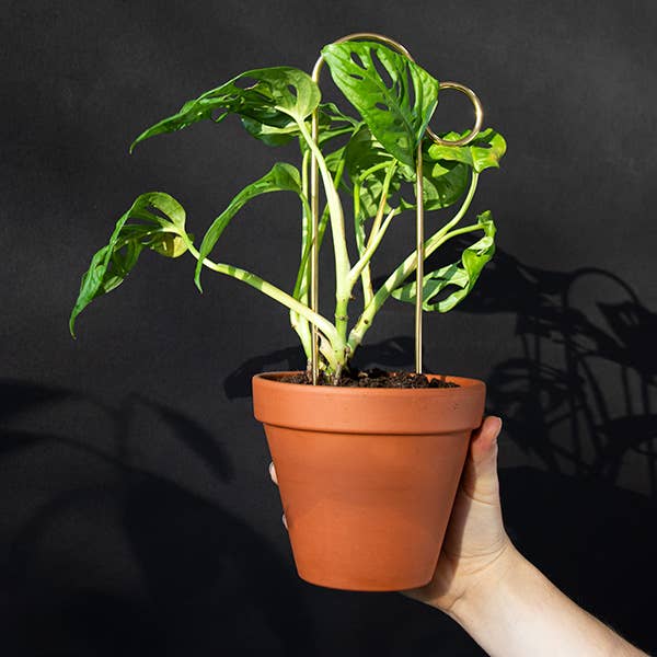 Gold Bump Mini Plant Stake