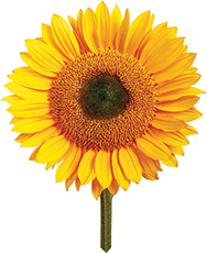 Sunflower Grow Pack