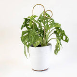 Gold Bump Mini Plant Stake