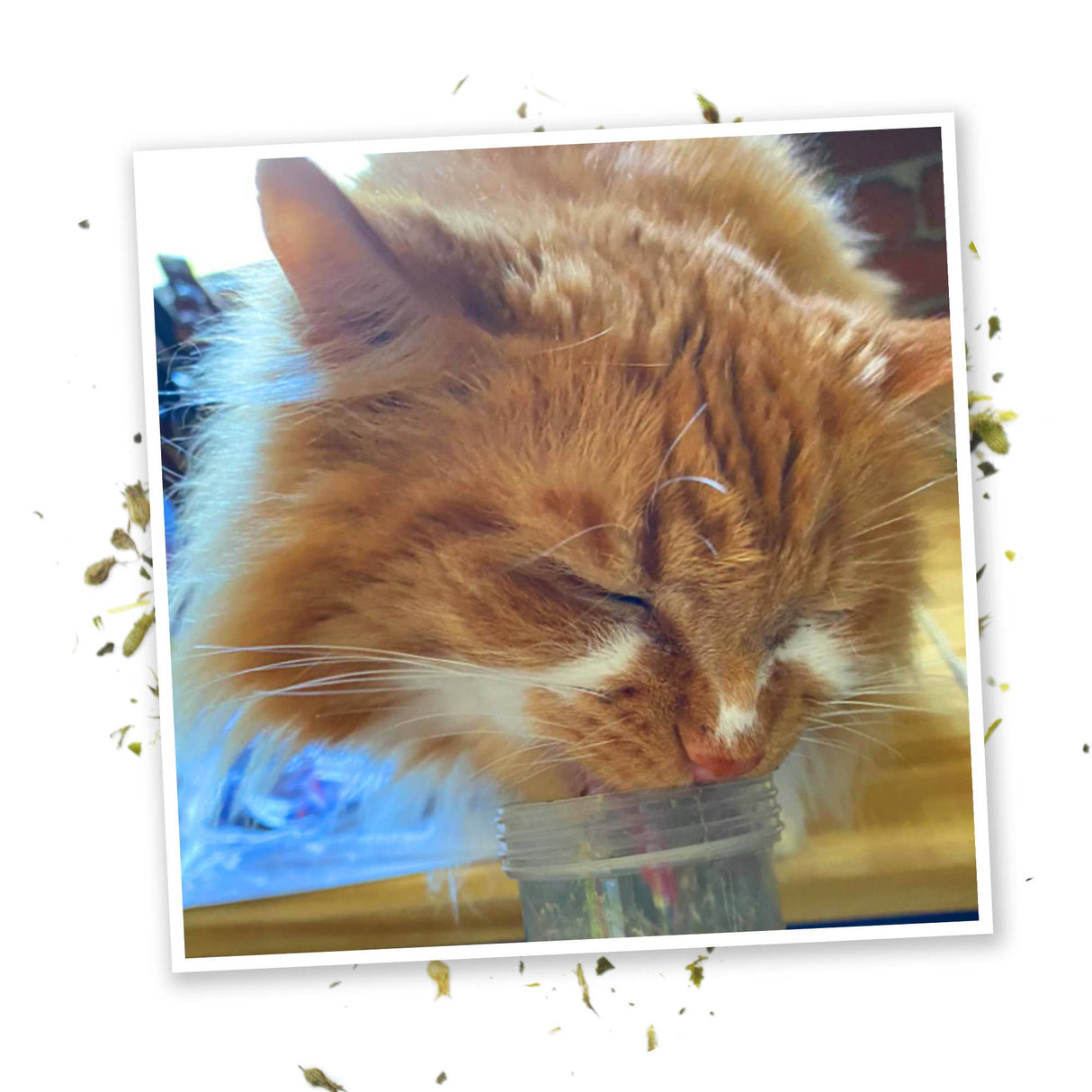 Kalico Kush - Valerian Root and Catnip Blend