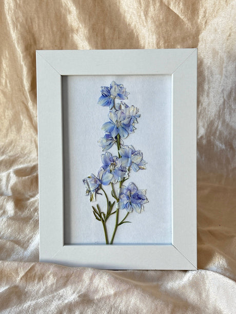 Pressed Larkspur Framed Print