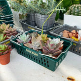 Dulton Small Item Organizer Basket