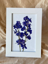 Pressed Larkspur Framed Print