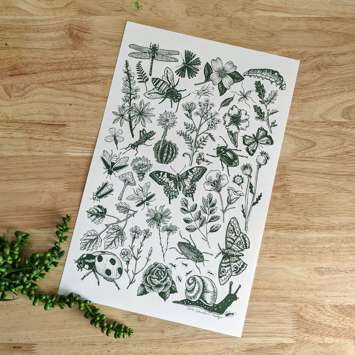 Bugs & Blooms Art Print