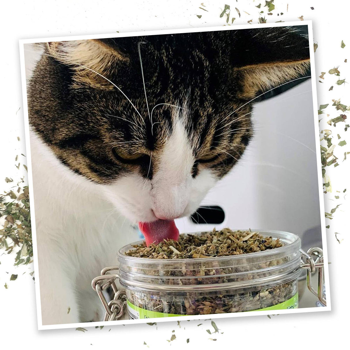 Catnip Pawty Mix
