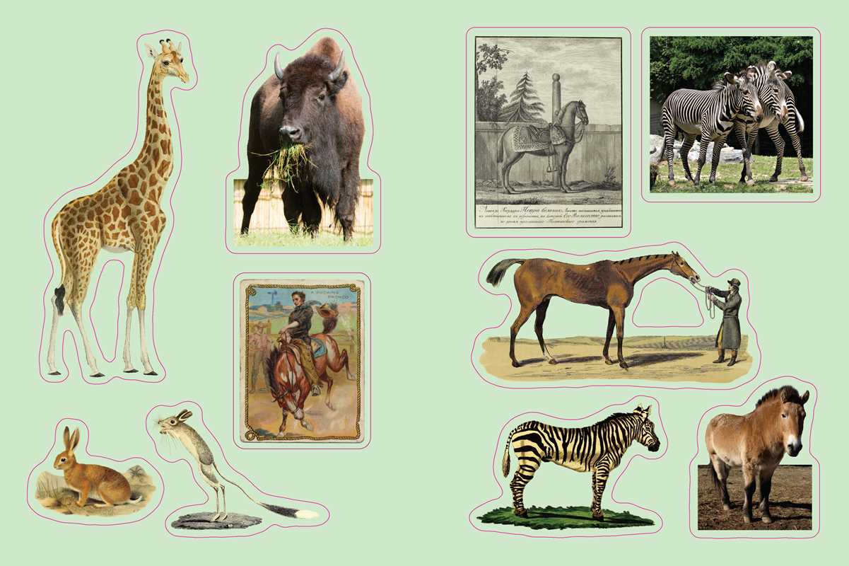 Cabinet of Curiosities