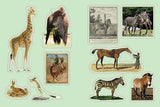 Cabinet of Curiosities