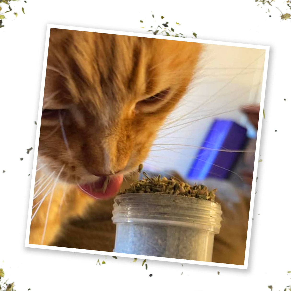 Kalico Kush - Valerian Root and Catnip Blend